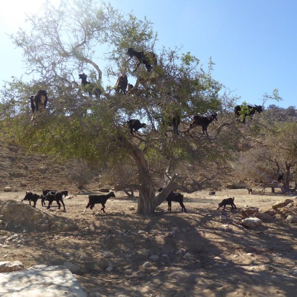 5 Days Tour from Fes to Marrakech - Essaouira Day Trip