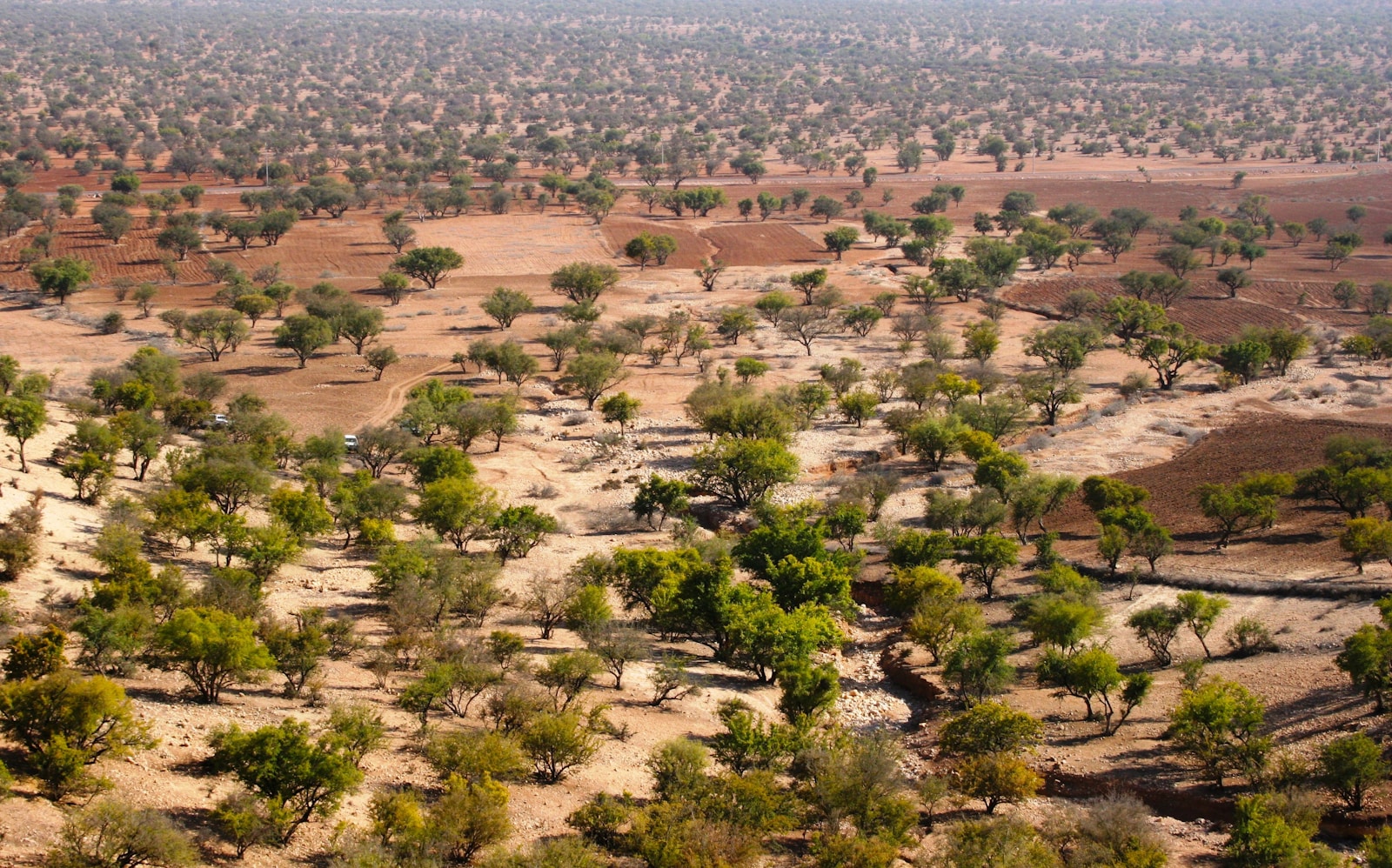 aerial view of green trees and brown field during daytime